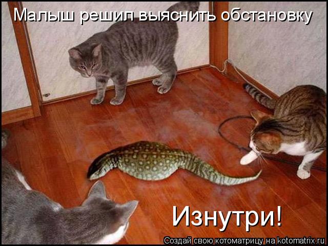 Изнутри! Малыш решил выяснить обстановку... Котоматрица: Изнутри! Малыш решил выяснить обстановку