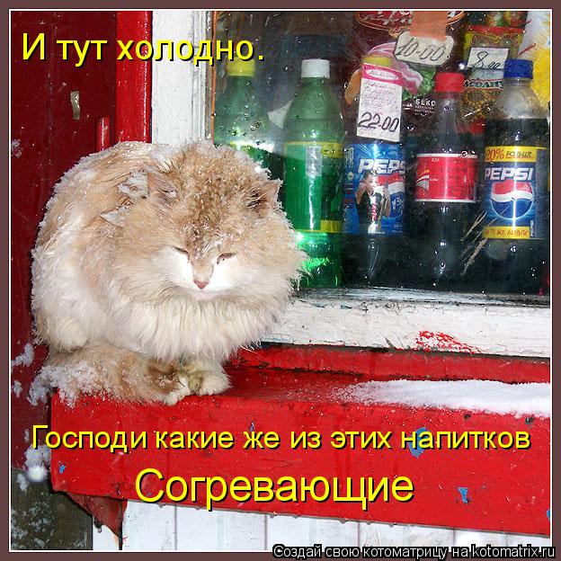 И тут холодно. Господи какие же из этих напитков Согревающие... Котоматрица: И тут холодно. Господи какие же из этих напитков Согревающие
