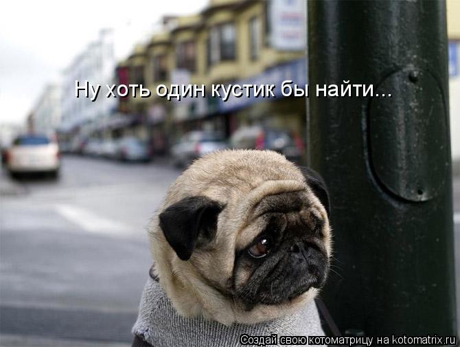 Ну хоть один кустик бы найти...... Котоматрица: Ну хоть один кустик бы найти...