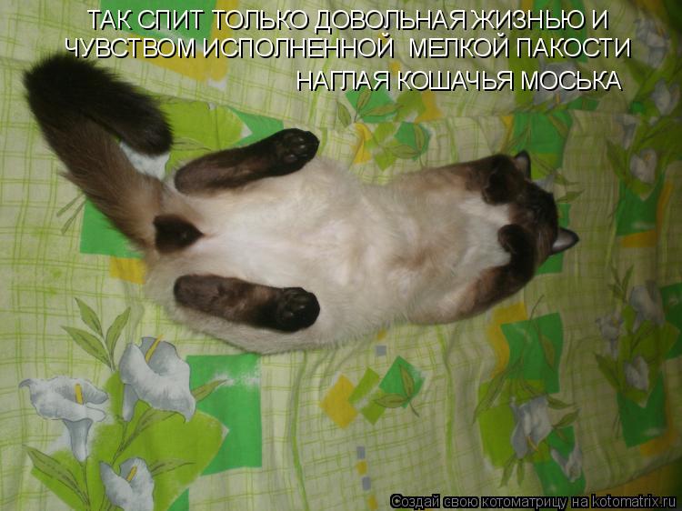 ТАК СПИТ ТОЛЬКО ДОВОЛЬНАЯ ЖИЗНЬЮ И ЧУВСТВОМ ИСПОЛНЕННОЙ МЕЛКОЙ ПАКОСТИ НАГЛАЯ КОШАЧЬЯ МОСЬКА... Котоматрица: ТАК СПИТ ТОЛЬКО ДОВОЛЬНАЯ ЖИЗНЬЮ И ЧУВСТВОМ ИСПОЛНЕННОЙ МЕЛКОЙ ПАКОСТИ НАГЛАЯ КОШАЧЬЯ МОСЬКА