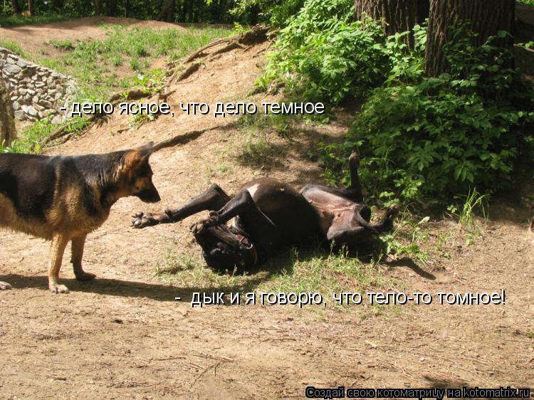 - дело ясное, что дело темное - дык и я говорю, что тело-то томное!... Котоматрица: - дело ясное, что дело темное - дык и я говорю, что тело-то томное!