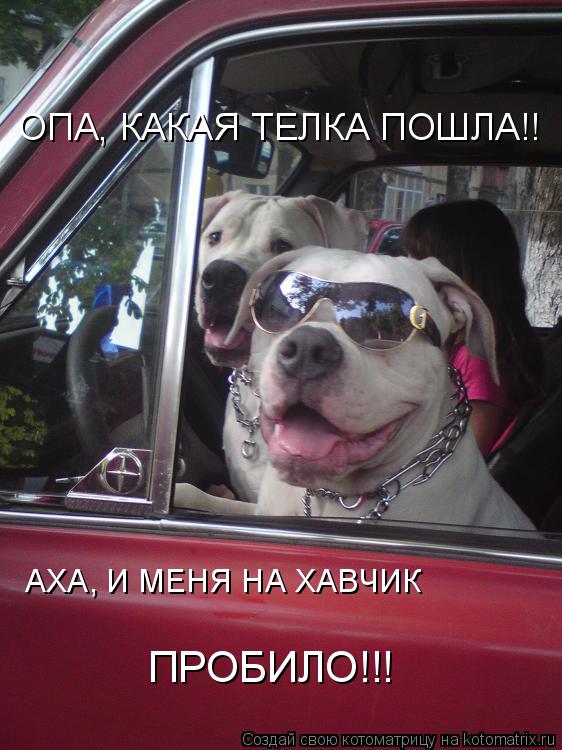 ОПА, КАКАЯ ТЕЛКА ПОШЛА!! АХА, И МЕНЯ НА ХАВЧИК ПРОБИЛО!!!... Котоматрица: ОПА, КАКАЯ ТЕЛКА ПОШЛА!! АХА, И МЕНЯ НА ХАВЧИК ПРОБИЛО!!!
