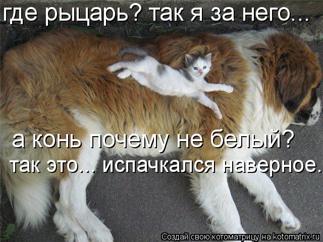 где рыцарь? так я за него... а конь почему не белый? так это... испачкался наверное...... Котоматрица: где рыцарь? так я за него... а конь почему не белый? так это... испачкался наверное...