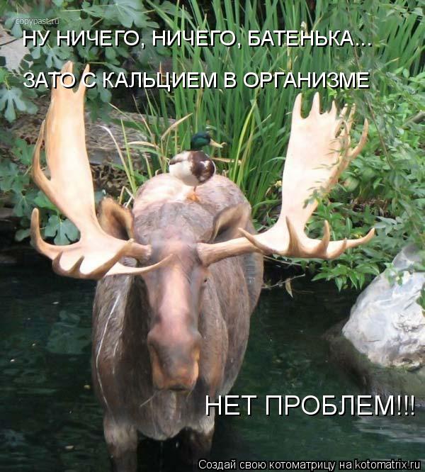 НУ НИЧЕГО, НИЧЕГО, БАТЕНЬКА... ЗАТО С КАЛЬЦИЕМ В ОРГАНИЗМЕ НЕТ ПРОБЛЕМ!!!... Котоматрица: НУ НИЧЕГО, НИЧЕГО, БАТЕНЬКА... ЗАТО С КАЛЬЦИЕМ В ОРГАНИЗМЕ НЕТ ПРОБЛЕМ!!!