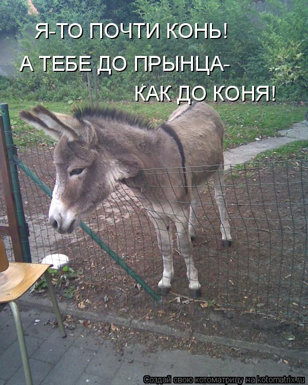 Я-ТО ПОЧТИ КОНЬ! А ТЕБЕ ДО ПРЫНЦА- КАК ДО КОНЯ!... Котоматрица: Я-ТО ПОЧТИ КОНЬ! А ТЕБЕ ДО ПРЫНЦА- КАК ДО КОНЯ!