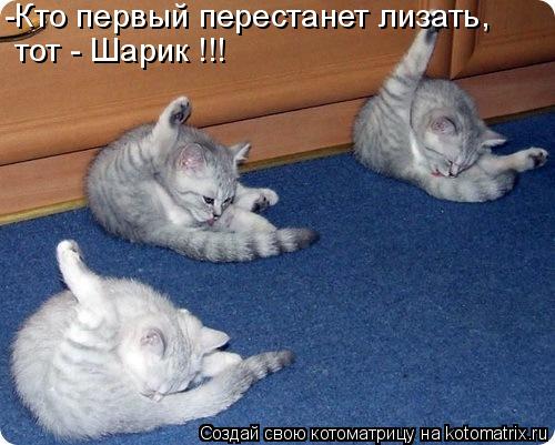 Котоматрица: -Кто первый перестанет лизать, тот - Шарик !!!