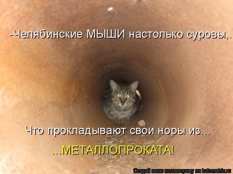 Что прокладывают свои норы из... ...МЕТАЛЛОПРОКАТА! -Челябинские МЫШИ настолько суровы,...... Котоматрица: Что прокладывают свои норы из... ...МЕТАЛЛОПРОКАТА! -Челябинские МЫШИ настолько суровы,...