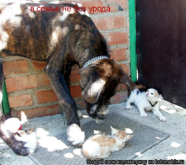 в семье не без урода....... Котоматрица: в семье не без урода....