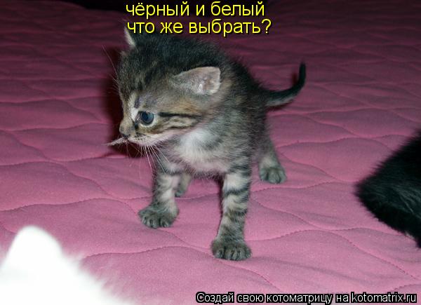 чёрный и белый что же выбрать?... Котоматрица: чёрный и белый что же выбрать?