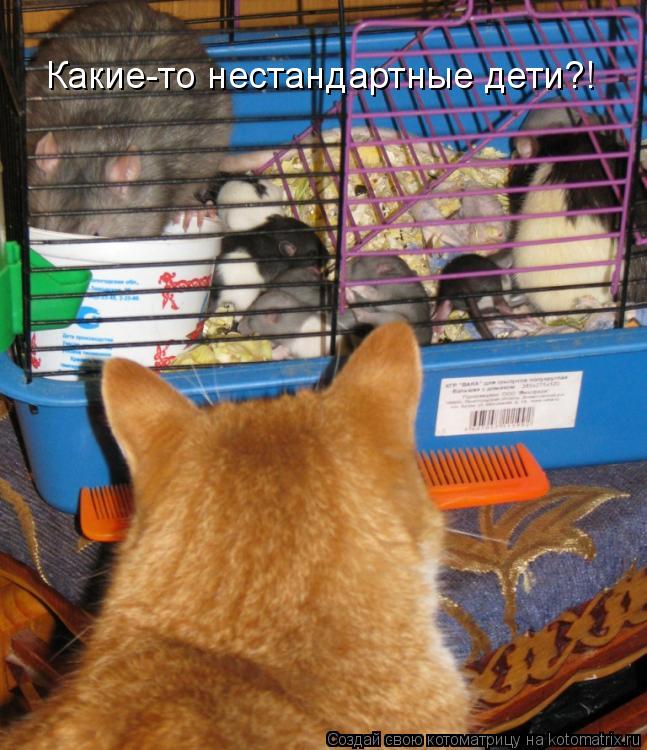 Какие-то нестандартные дети?!... Котоматрица: Какие-то нестандартные дети?!