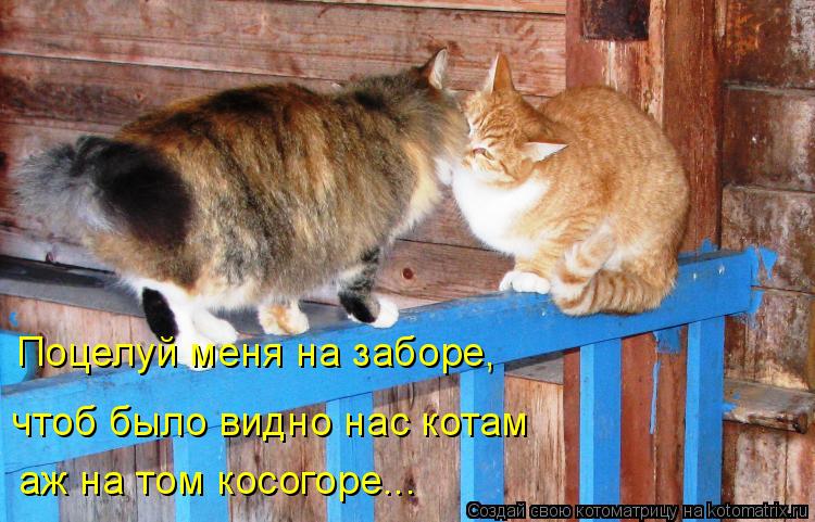 Поцелуй меня на заборе, чтоб было видно нас котам аж на том косогоре...... Котоматрица: Поцелуй меня на заборе, чтоб было видно нас котам аж на том косогоре...