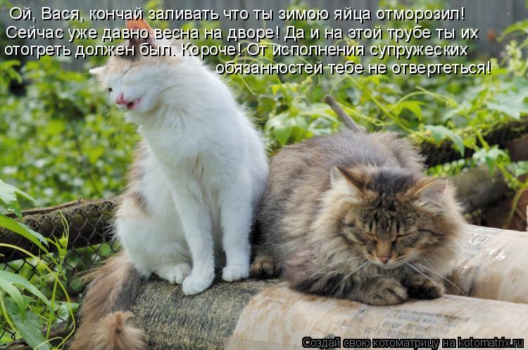 Ой, Вася, кончай заливать что ты зимою яйца отморозил! Сейчас уже давно весна на дворе! Да и на этой ... Котоматрица: Ой, Вася, кончай заливать что ты зимою яйца отморозил! Сейчас уже давно весна на дворе! Да и на этой трубе ты их отогреть должен был. Короче! О