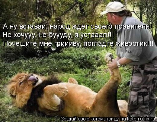 А ну вставай, народ ждет своего правителя! Не хочууу, не буууду, я устааал!!! Почешите мне гриииву, п... Котоматрица: А ну вставай, народ ждет своего правителя! Не хочууу, не буууду, я устааал!!! Почешите мне гриииву, погладте живоотик!!!
