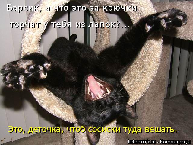 Барсик, а что это за крючки торчат у тебя из лапок?... Это, деточка, чтоб сосиски туда вешать.... Котоматрица: Барсик, а что это за крючки торчат у тебя из лапок?... Это, деточка, чтоб сосиски туда вешать.
