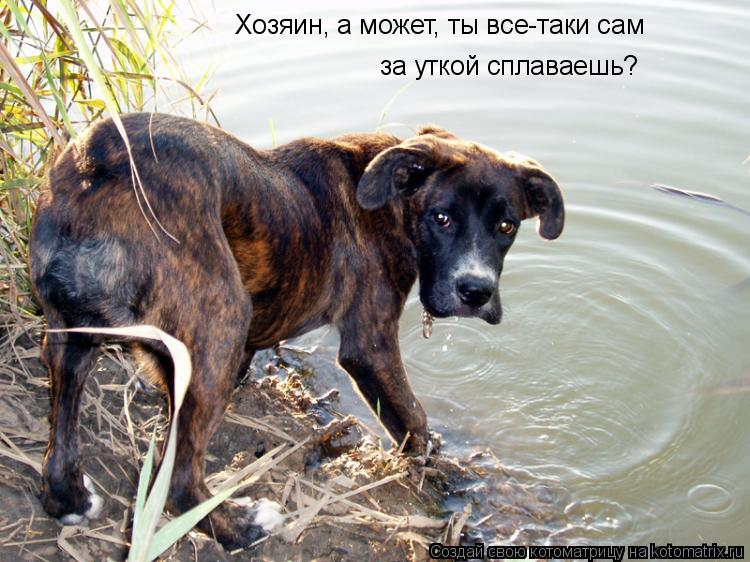 Хозяин, а может, ты все-таки сам за уткой сплаваешь?... Котоматрица: Хозяин, а может, ты все-таки сам за уткой сплаваешь?