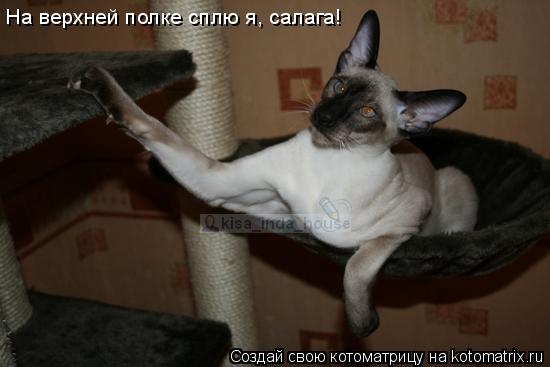 На верхней полке сплю я, салага!... Котоматрица: На верхней полке сплю я, салага!