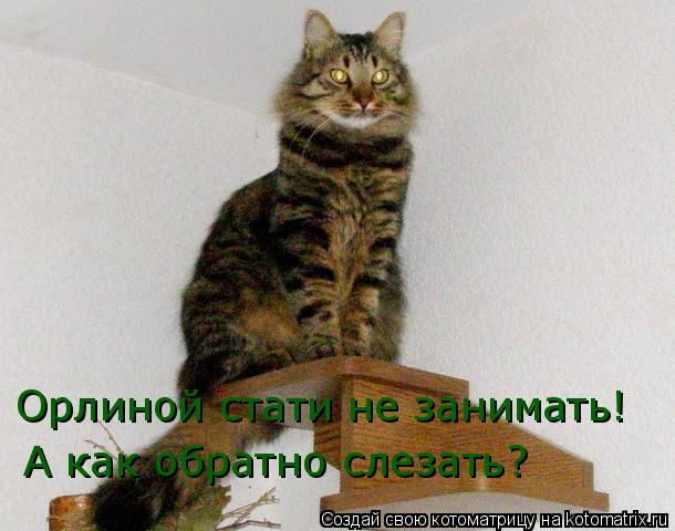 Орлиной стати не занимать! А как обратно слезать?... Котоматрица: Орлиной стати не занимать! А как обратно слезать?
