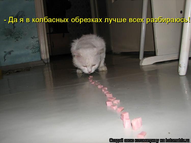 - Да я в колбасных обрезках лучше всех разбираюсь!... Котоматрица: - Да я в колбасных обрезках лучше всех разбираюсь!