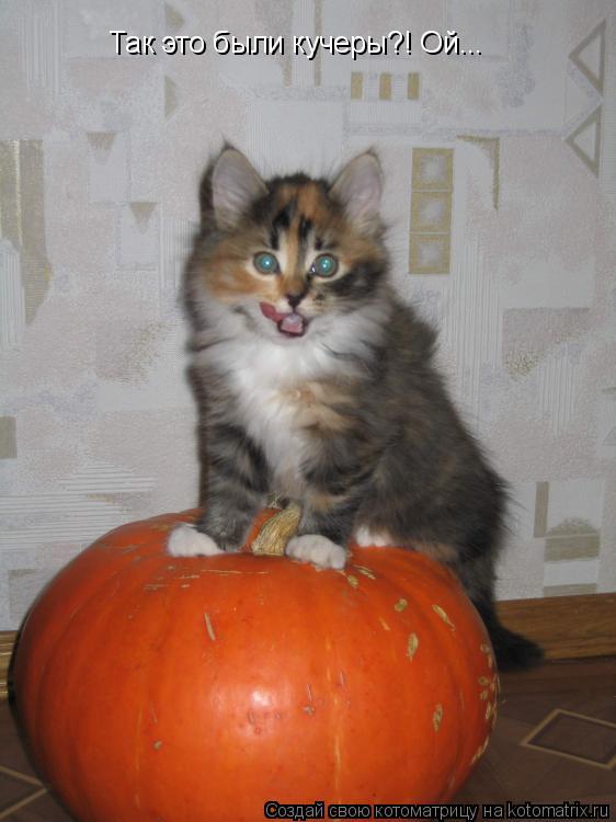 Котоматрица: Так это были кучеры?! Ой...