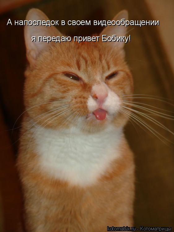А напоследок в своем видеообращении я передаю привет Бобику!... Котоматрица: А напоследок в своем видеообращении я передаю привет Бобику!
