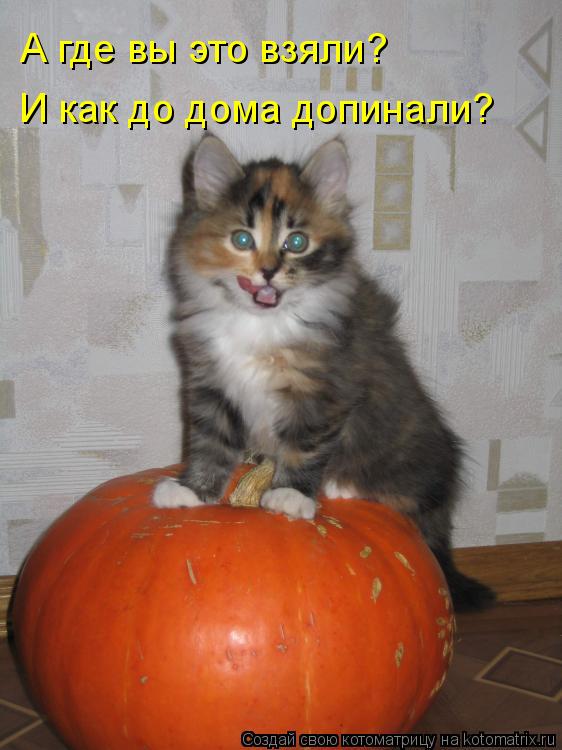 А где вы это взяли? И как до дома допинали?... Котоматрица: А где вы это взяли? И как до дома допинали?