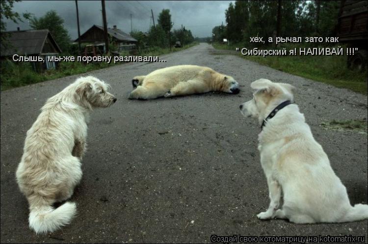 Слышь, мы-же поровну разливали... хех, а рычал зато как " Сибирский я! НАЛИВАЙ !!!" хех, а рычал зато... Котоматрица: Слышь, мы-же поровну разливали... хех, а рычал зато как " Сибирский я! НАЛИВАЙ !!!" хех, а рычал зато как " Сибирский я! НАЛИВАЙ !!!"