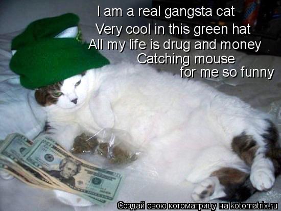 I am a real gangsta cat Very cool in this green hat All my life is drug and money Catching mouse for... Котоматрица: I am a real gangsta cat Very cool in this green hat All my life is drug and money Catching mouse for me so funny