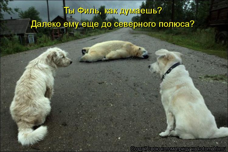 Ты Филь, как думаешь? Далеко ему еще до северного полюса?... Котоматрица: Ты Филь, как думаешь? Далеко ему еще до северного полюса?