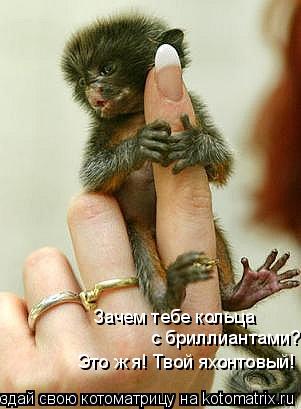Зачем тебе кольца с бриллиантами? Это ж я! Твой яхонтовый!... Котоматрица: Зачем тебе кольца с бриллиантами? Это ж я! Твой яхонтовый!