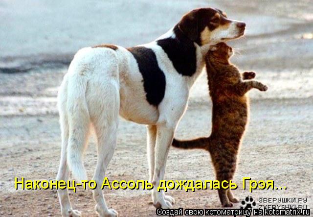 Наконец-то Ассоль дождалась Грэя...... Котоматрица: Наконец-то Ассоль дождалась Грэя...