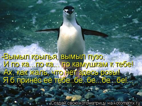 -Вымыл крылья, вымыл пузо, И по ка...по ка... по камушкам к тебе! Ах, как жаль, что нет здесь розы! Я... Котоматрица: -Вымыл крылья, вымыл пузо, И по ка...по ка... по камушкам к тебе! Ах, как жаль, что нет здесь розы! Я б принёс её тебе..бе..бе...бе...бе!...