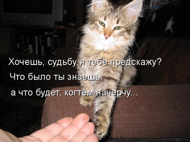 Хочешь, судьбу я тебе предскажу? Что было ты знаешь, а что будет, когтём начерчу...... Котоматрица: Хочешь, судьбу я тебе предскажу? Что было ты знаешь, а что будет, когтём начерчу...