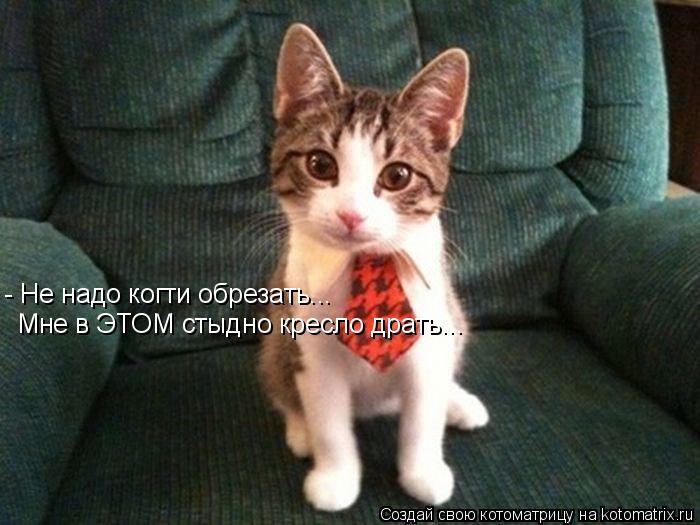 - Не надо когти обрезать... Мне в ЭТОМ стыдно кресло драть...... Котоматрица: - Не надо когти обрезать... Мне в ЭТОМ стыдно кресло драть...