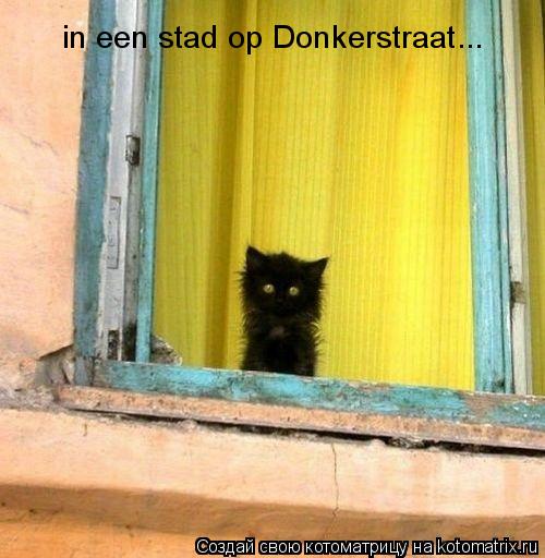 in een stad op Donkerstraat...... Котоматрица: in een stad op Donkerstraat...