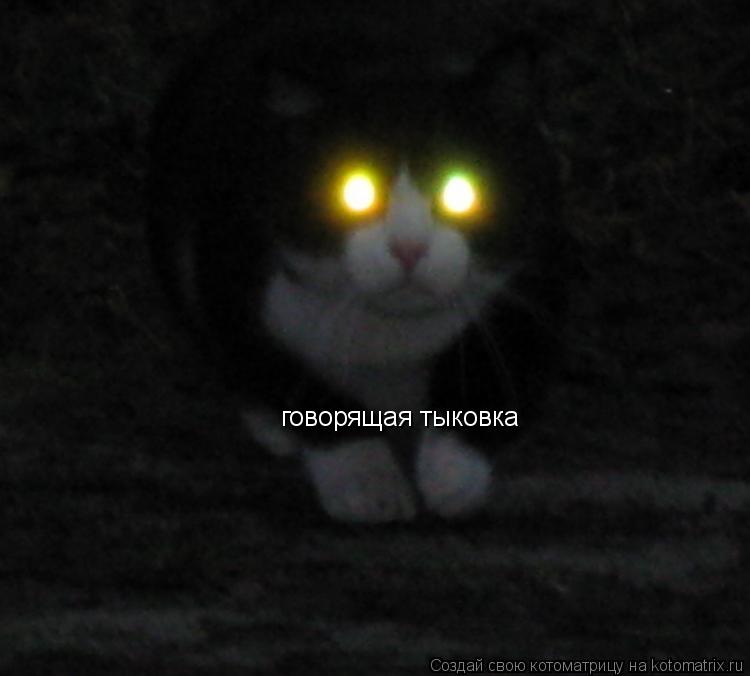 говорящая тыковка... Котоматрица: говорящая тыковка