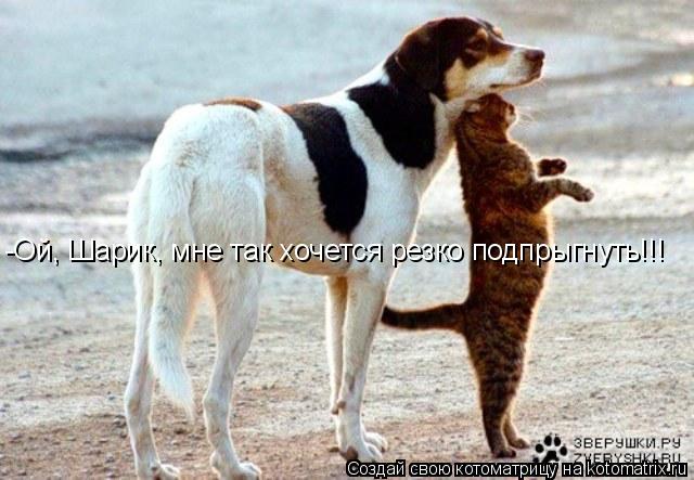-Ой, Шарик, мне так хочется резко подпрыгнуть!!!... Котоматрица: -Ой, Шарик, мне так хочется резко подпрыгнуть!!!