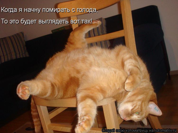 Когда я начну помирать с голода, То это будет выглядеть вот так!... Котоматрица: Когда я начну помирать с голода, То это будет выглядеть вот так!