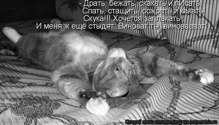 - Драть, бежать, скакать и пИсать, Спать, стащить, сожрать и какать! Скука!!! Хочется заплакать!.. И ... Котоматрица: - Драть, бежать, скакать и пИсать, Спать, стащить, сожрать и какать! Скука!!! Хочется заплакать!.. И меня ж ещё стыдят: Виноват ты, виноваааат!...