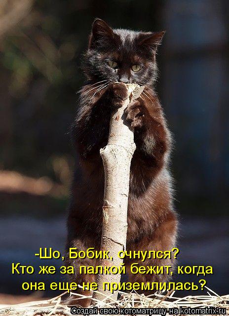 Котоматрица: Кто же за палкой бежит, когда  она еще не приземлилась? -Шо, Бобик, очнулся?