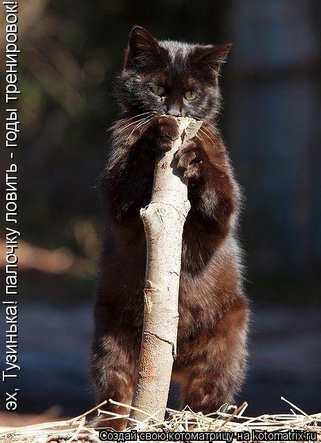 эх, Тузинька! палочку ловить - годы тренировок!... Котоматрица: эх, Тузинька! палочку ловить - годы тренировок!