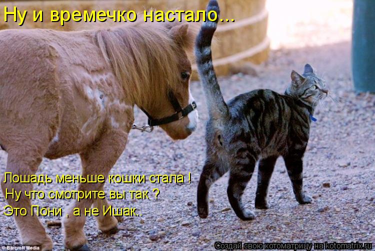 Ну и времечко настало... Лошадь меньше кошки стала ! Ну что смотрите вы так ? Это Пони , а не Ишак..... Котоматрица: Ну и времечко настало... Лошадь меньше кошки стала ! Ну что смотрите вы так ? Это Пони , а не Ишак..