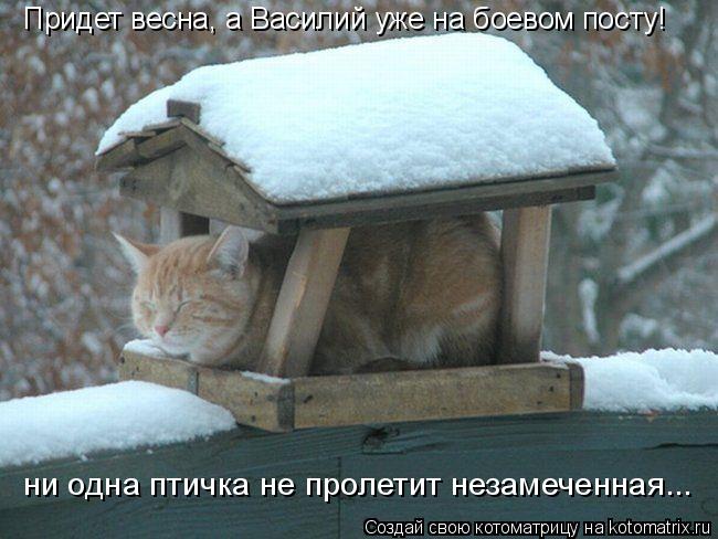 Придет весна, а Василий уже на боевом посту! ни одна птичка не пролетит незамеченная...... Котоматрица: Придет весна, а Василий уже на боевом посту! ни одна птичка не пролетит незамеченная...