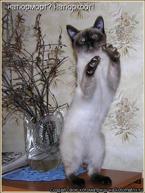 натюрморт? натюркоот!... Котоматрица: натюрморт? натюркоот!