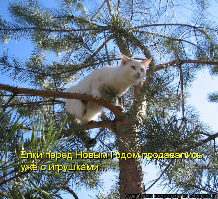 Котоматрица: Елки перед Новым Годом продавались уже с игрушками...