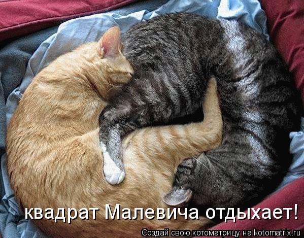 квадрат Малевича отдыхает!... Котоматрица: квадрат Малевича отдыхает!