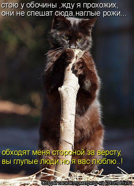 стою у обочины ,жду я прохожих, они не спешат сюда,наглые рожи... обходят меня стороной за версту, вы... Котоматрица: стою у обочины ,жду я прохожих, они не спешат сюда,наглые рожи... обходят меня стороной за версту, вы глупые люди,но я вас люблю..!