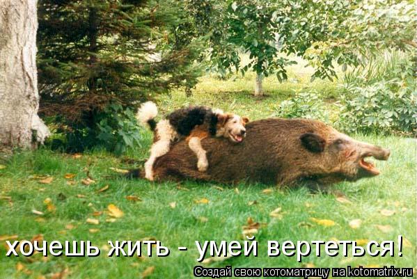 хочешь жить - умей вертеться!... Котоматрица: хочешь жить - умей вертеться!