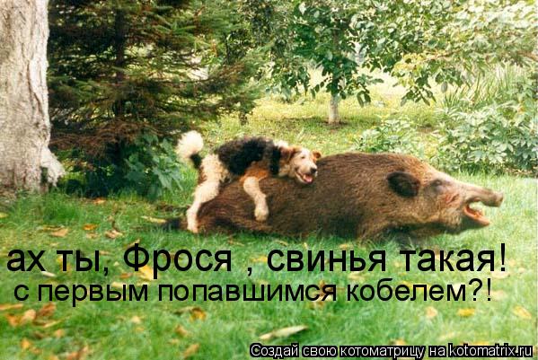 ах ты, Фрося , свинья такая! с первым попавшимся кобелем?!... Котоматрица: ах ты, Фрося , свинья такая! с первым попавшимся кобелем?!