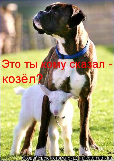 Это ты кому сказал - козёл?... Котоматрица: Это ты кому сказал - козёл?