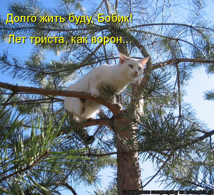 Долго жить буду, Бобик! Лет триста, как ворон...... Котоматрица: Долго жить буду, Бобик! Лет триста, как ворон...